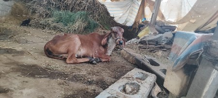 ગાય