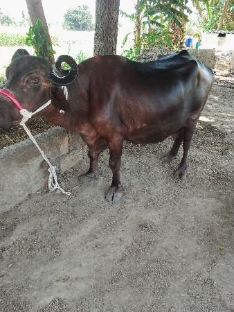 આ ભેસ.વેચવાની છે