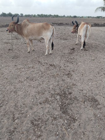બળદ વેચવાના છે.મો.9016725984