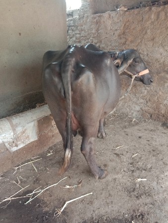 ભેસ