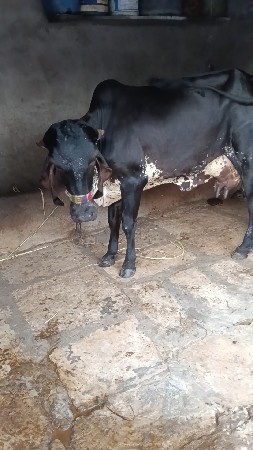 ગીર કાડી કાબરી હોડકી વેચવાની છે