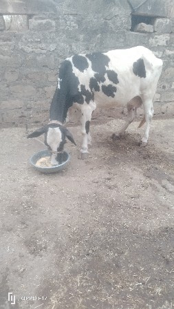 બીજૂ વેતર