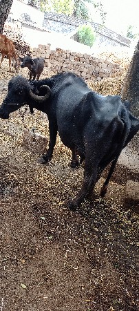 ભેંશ વેશવાની છે
