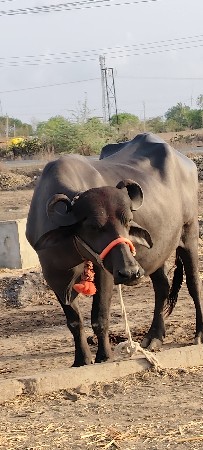 અભિનેત્રી કરેલી વેચવાની નવો મમ્મી