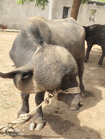 પાડો વેચવાનો છે