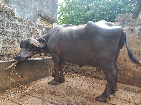 ભેંસ વેચવાની છે