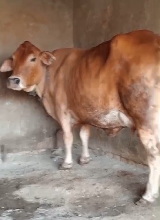 2  વેતર છે