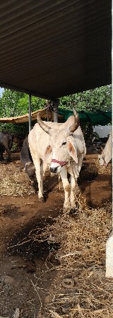 ગોઢ

બળદ  વેચવાના છે.