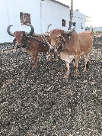 9925846107