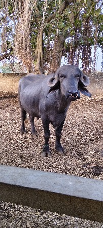 pado