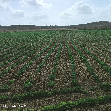 જમીન