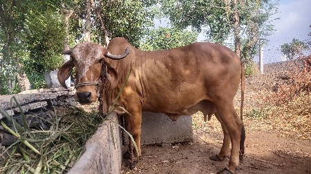 વેચવાની છે