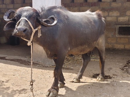 ભેસ વેચવાની છે