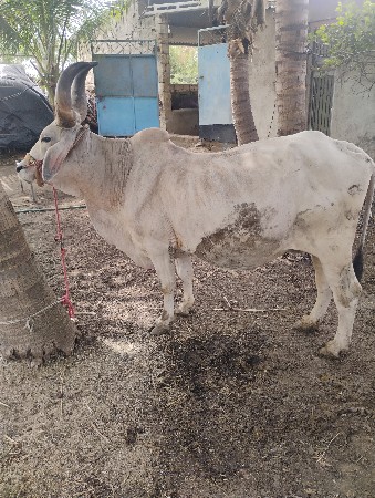 બળદ