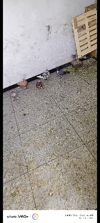 9328253467