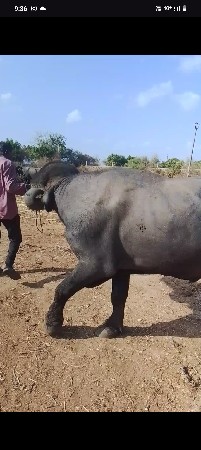 આ પાડો વેચવાનો છે