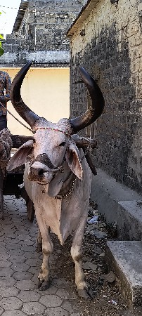 બળદ વેચવાના છે