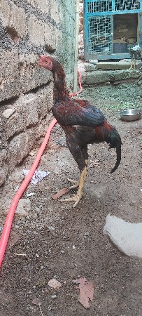 asil ni jodi patha