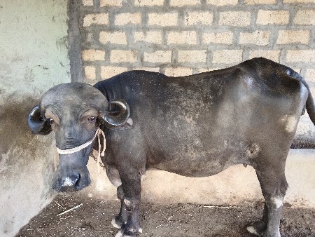 આ ભેંસ વેશવાની સે