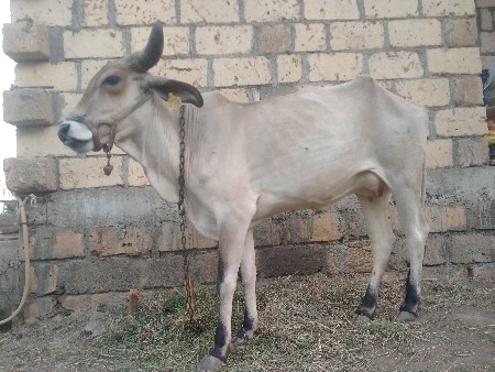 ગાય પારવાઆપવાનીછે મોફાત