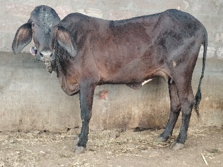 ગીર કોષૃ
