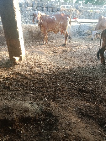 ગીર ગાય વેચવાની છે