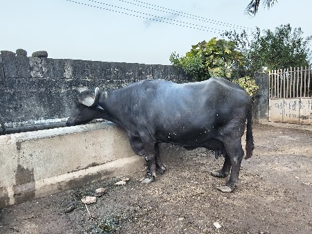 🐃 ભેંશ વેચવાની છે 🐃
