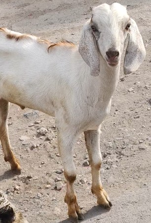 બે બકરા વેચવાના છે