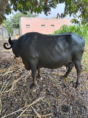 ભેસ