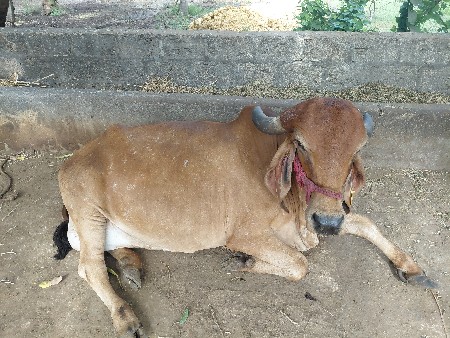 ગિર ગાય 2 વેતર