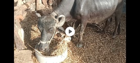 bhesh veshvani se