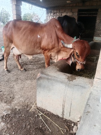 ગાય વેશવાનિ છે
