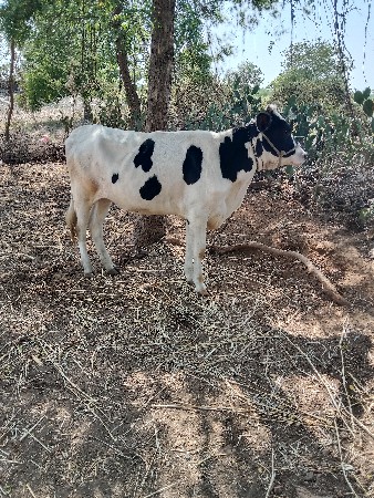 હોડકી