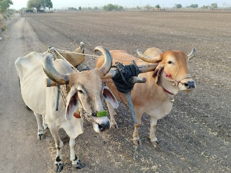 બળદ