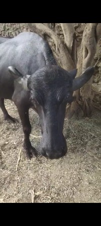 આ ભેંસ વેચવાની છે