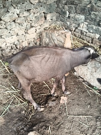 પાડી વેસવાની સે