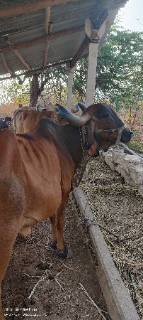 ગાય ત્રીજું વેતર