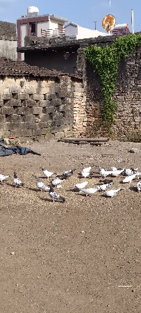 કબૂતર વેચવા ના છે