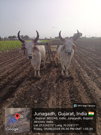 સિંધવ હરસુર બાબુભાઈ 63514 955 64