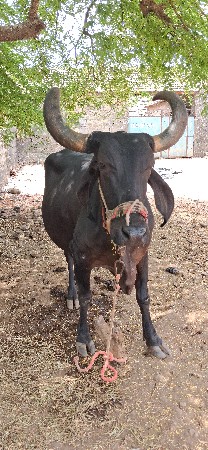 કાળી ગાય વેચવાની છે