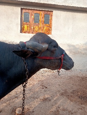 ખડેલી