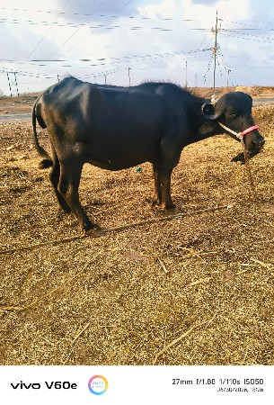બીજો વેધર