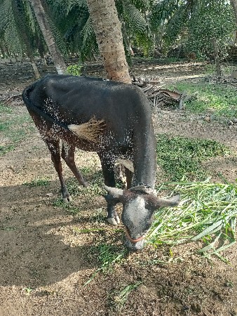 પેલું વેતર