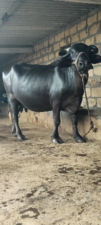 ભેંશ વેચવાની છે