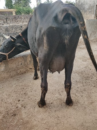 દેવાની se
