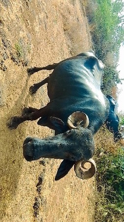 ભેંસ વેચવા ની છે