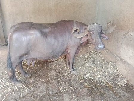 ભેંસ વેચવા ની છે