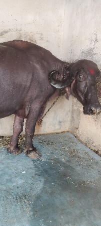 ભેંશ વેચવાની છે