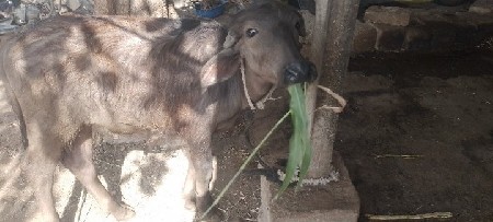પાડો વેચવાનો છે