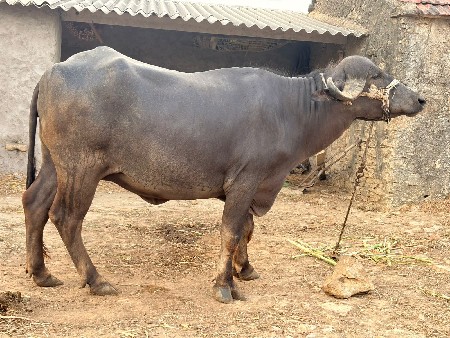 વેચવાની છે